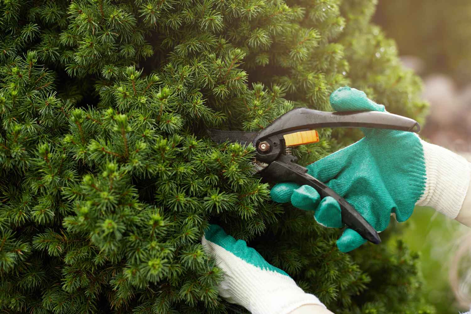 Best Tree Removal Cost  in USA